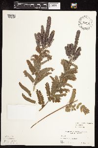 Amorpha canescens image