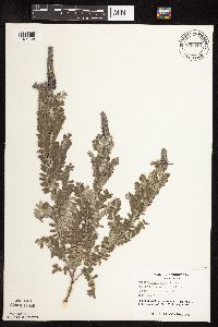 Amorpha canescens image