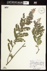 Amorpha canescens image