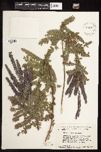 Amorpha canescens image