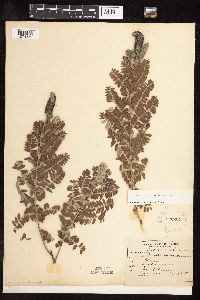 Amorpha canescens image