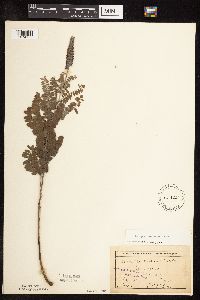 Amorpha canescens image