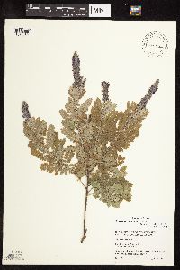 Amorpha canescens image