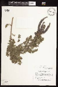 Amorpha canescens image