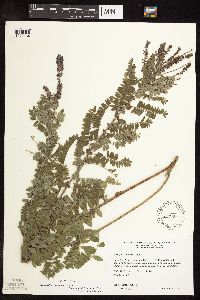 Amorpha canescens image