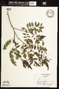 Amorpha fruticosa image