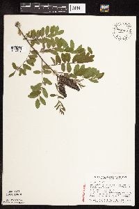 Amorpha fruticosa image