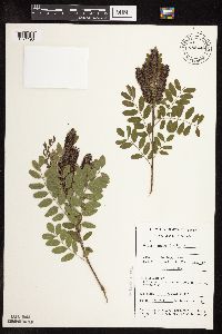 Amorpha fruticosa image