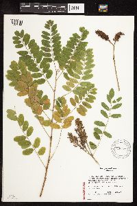 Amorpha fruticosa image