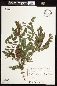 Amorpha fruticosa image