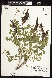 Amorpha fruticosa image
