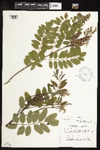 Amorpha fruticosa image