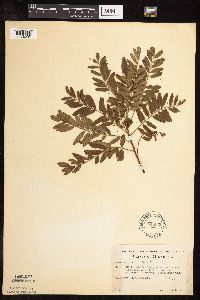 Amorpha fruticosa image