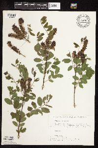 Amorpha fruticosa image