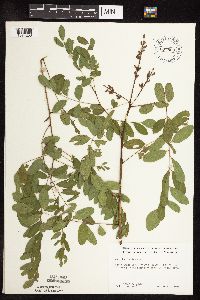 Amorpha fruticosa image