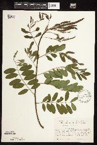 Amorpha fruticosa image