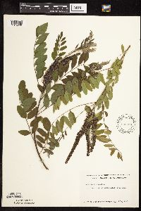 Amorpha fruticosa image
