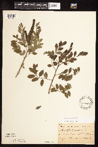 Amorpha fruticosa image