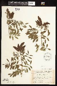 Amorpha fruticosa image