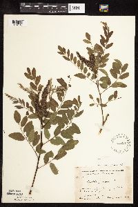 Amorpha fruticosa image