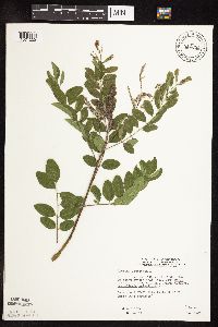 Amorpha fruticosa image