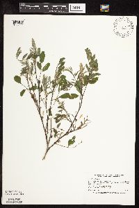 Amorpha fruticosa image