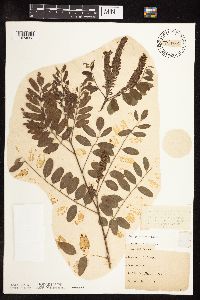 Amorpha fruticosa image