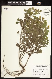 Amorpha fruticosa image