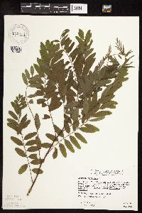 Amorpha fruticosa image