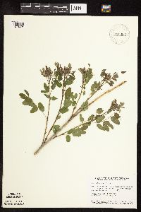 Amorpha fruticosa image