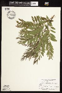 Amorpha fruticosa image