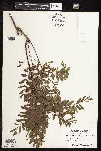 Amorpha fruticosa image