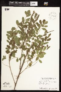 Amorpha fruticosa image