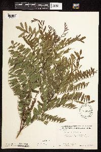 Amorpha fruticosa image