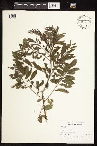 Amorpha fruticosa image