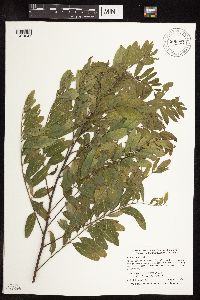 Amorpha fruticosa image