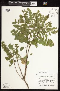 Amorpha fruticosa image