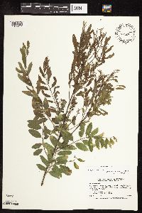 Amorpha fruticosa image