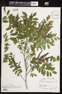 Amorpha fruticosa image