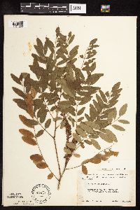 Amorpha fruticosa image