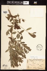 Amorpha fruticosa image