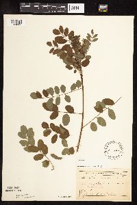 Amorpha fruticosa image