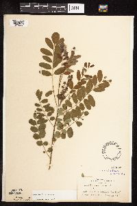 Amorpha fruticosa image