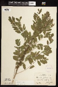 Amorpha fruticosa image