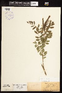 Amorpha fruticosa image