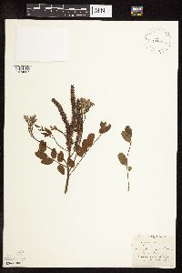 Amorpha fruticosa image