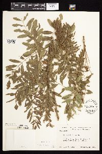 Amorpha fruticosa image