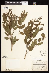 Amorpha fruticosa image