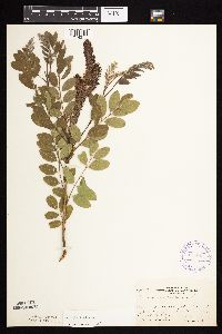 Amorpha fruticosa image