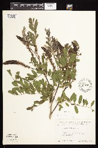 Amorpha fruticosa image
